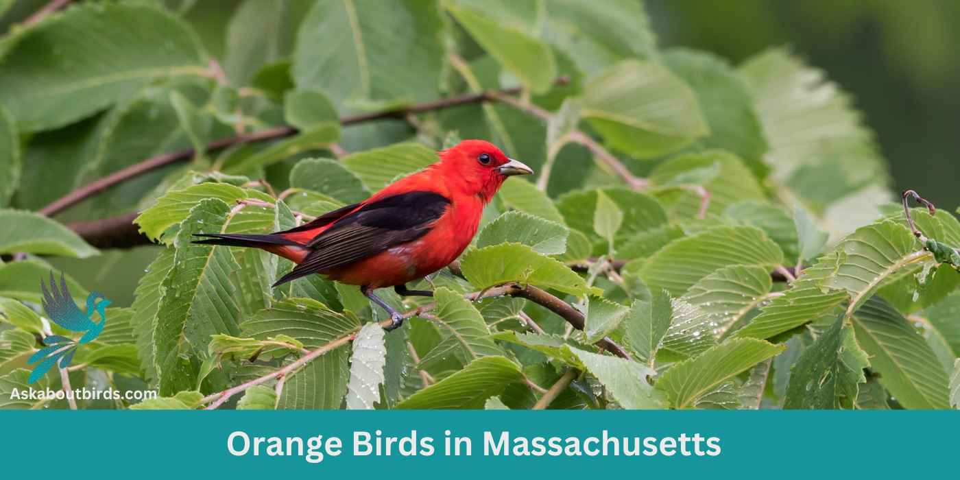 9 Orange Birds in Massachusetts (+Free Photo Guide)