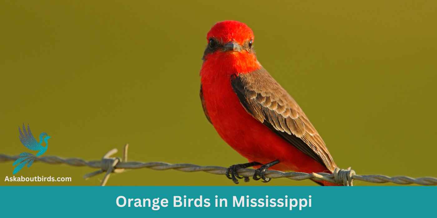 12 Orange Birds in Mississippi (+Free Photo Guide)