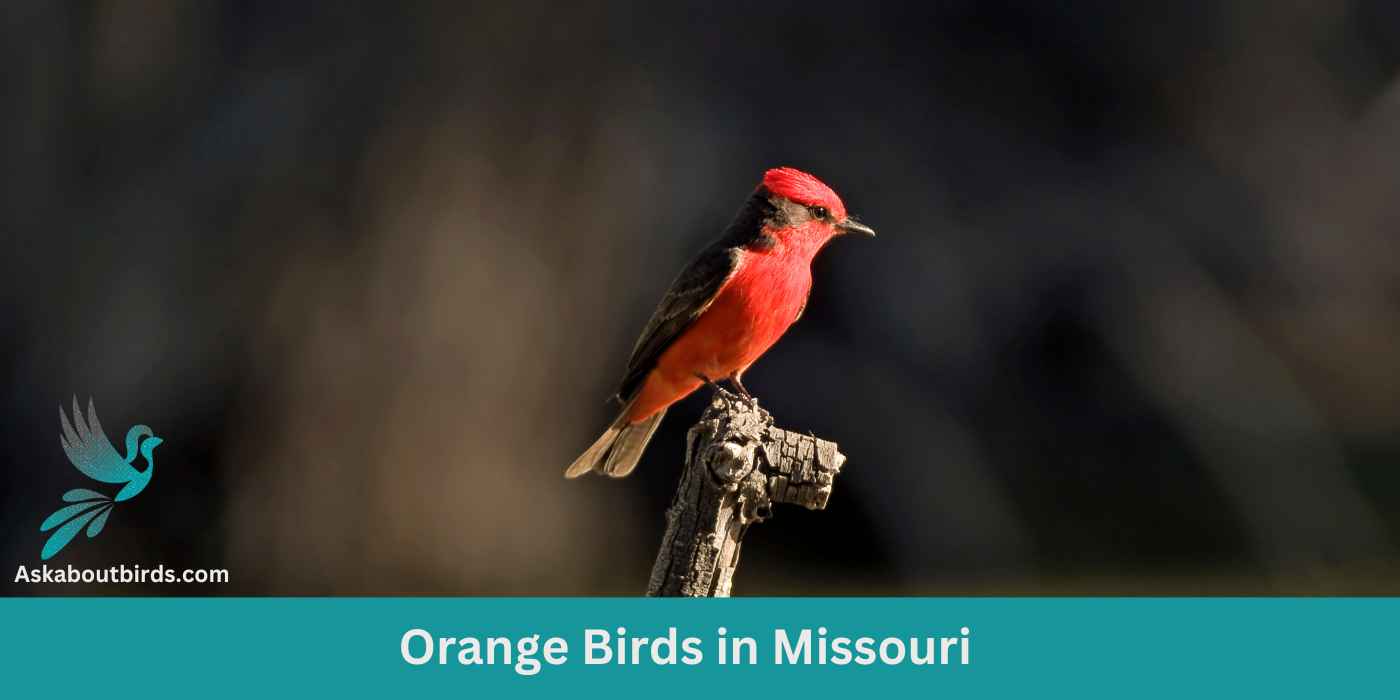 11 Orange Birds in Missouri (+Free Photo Guide)