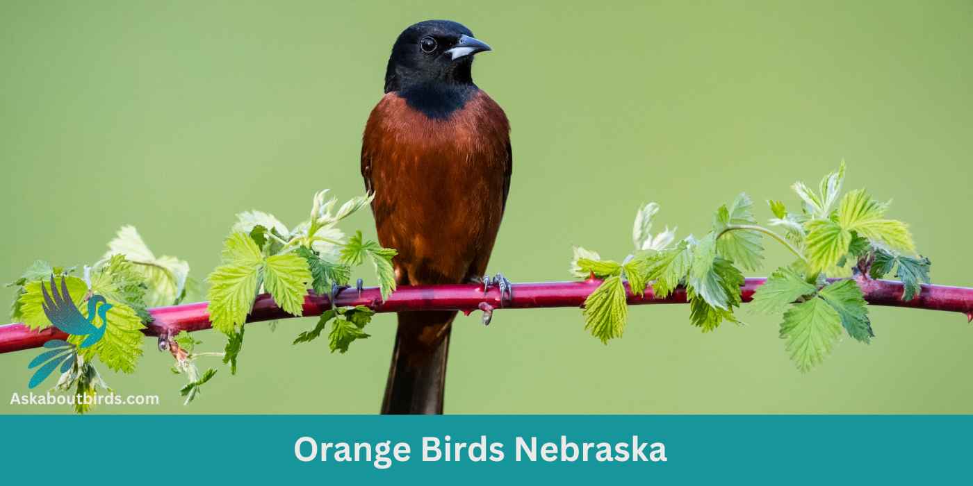 14 Orange Birds in Nebraska (+Free Photo Guide)