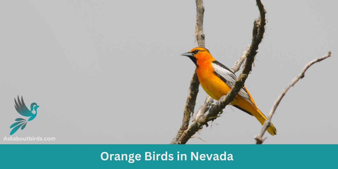 13 Orange Birds in Nevada (+Free Photo Guide)