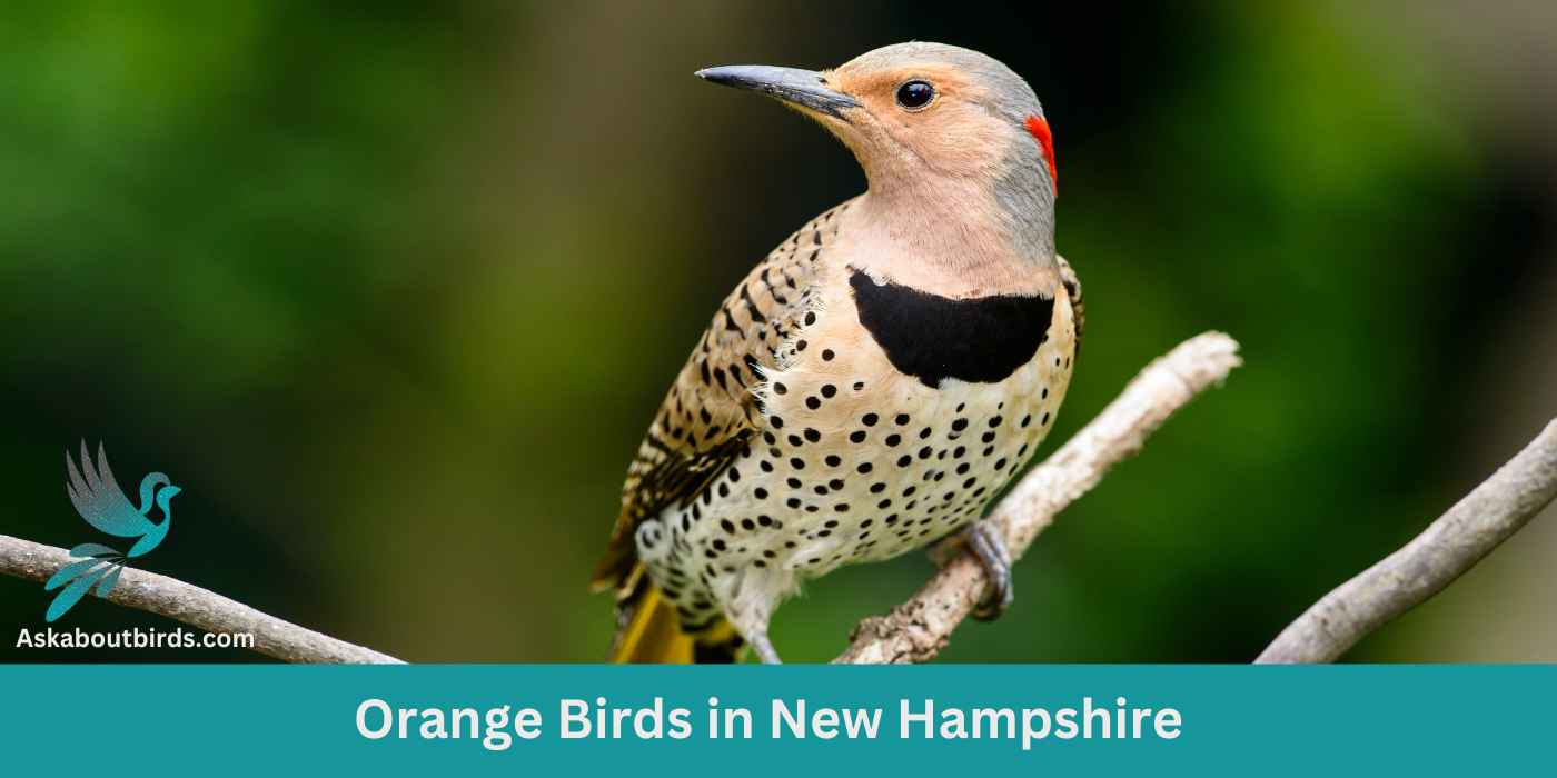 11 Orange Birds in New Hampshire (+Free Photo Guide)