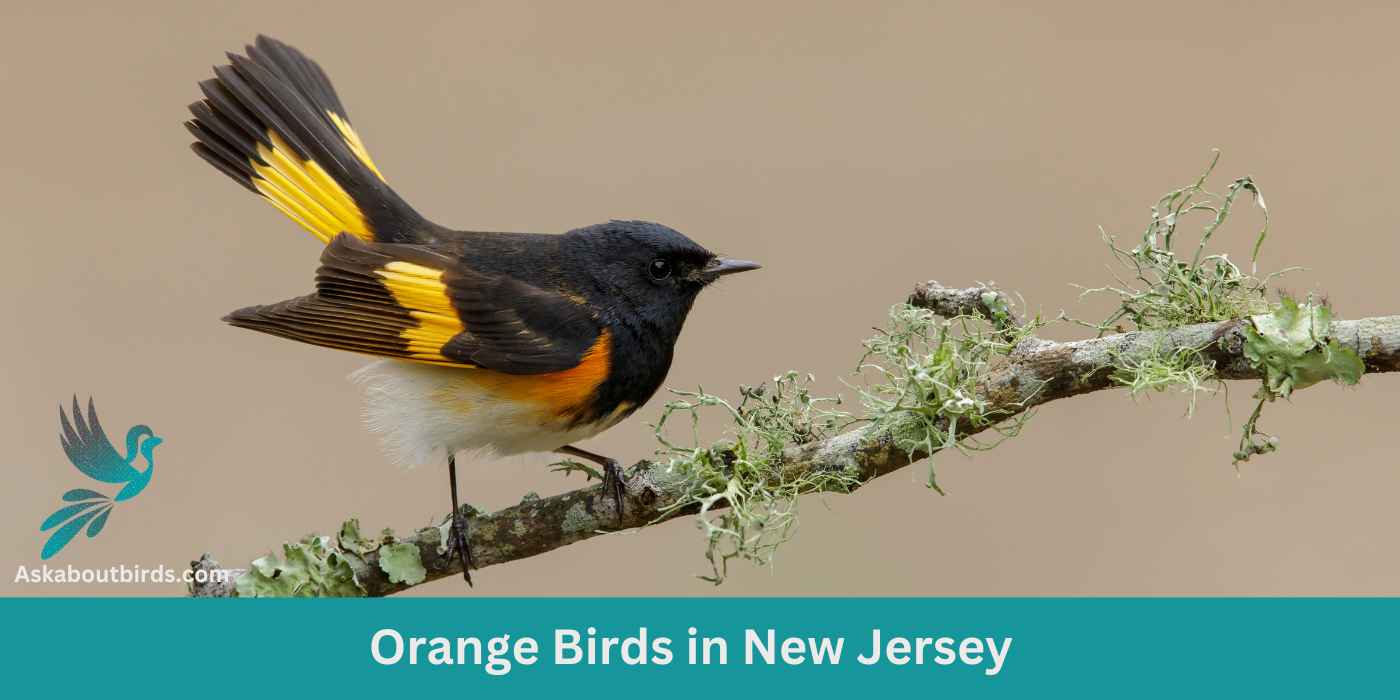 11 Orange Birds in New Jersey (+Free Photo Guide)