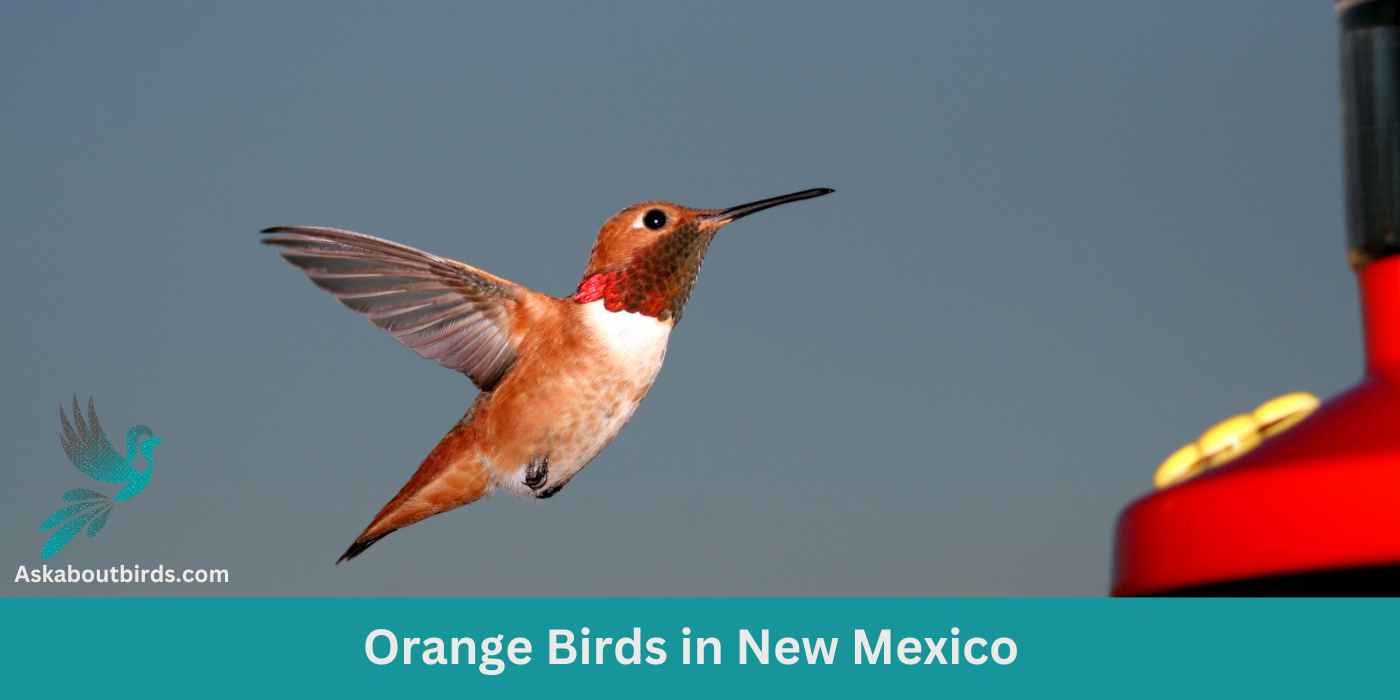 15 Orange Birds in New Mexico (+Free Photo Guide)
