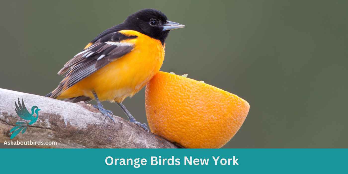 11 Orange Birds in New York (+Free Photo Guide)