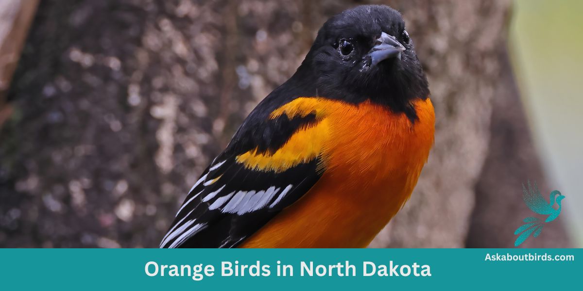 13 Orange Birds in North Dakota (+Free Photo Guide)