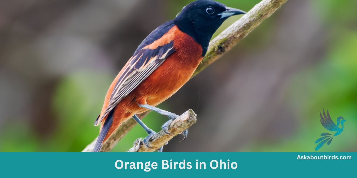 11 Orange Birds in Ohio           (+Free Photo Guide)