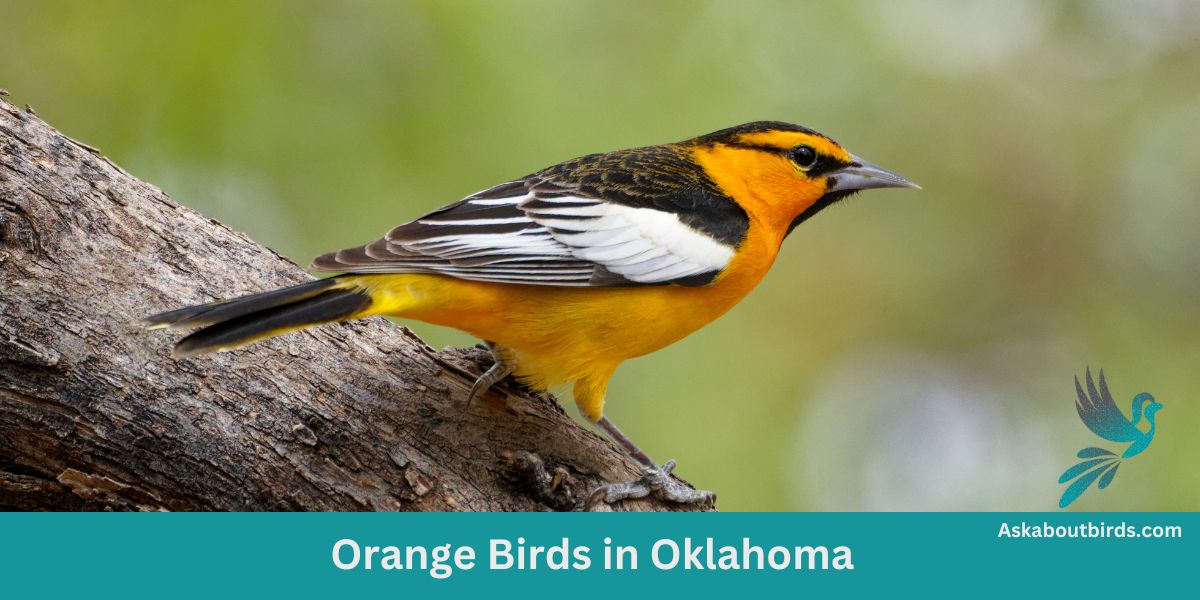 14 Orange Birds in Oklahoma (+Free Photo Guide)
