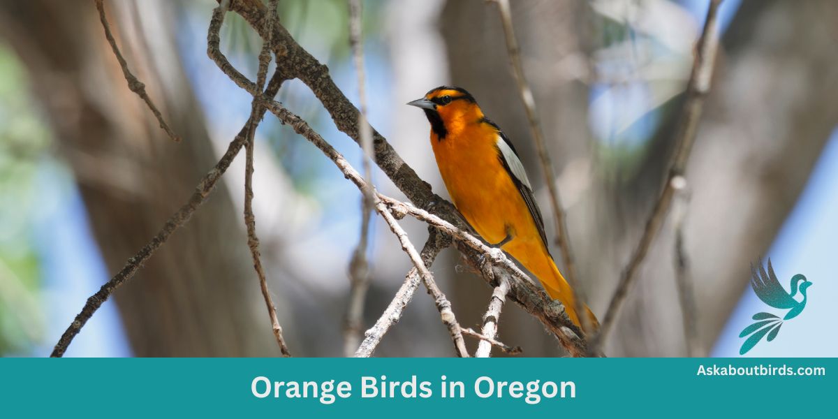 11 Orange Birds in Oregon (+Free Photo Guide)