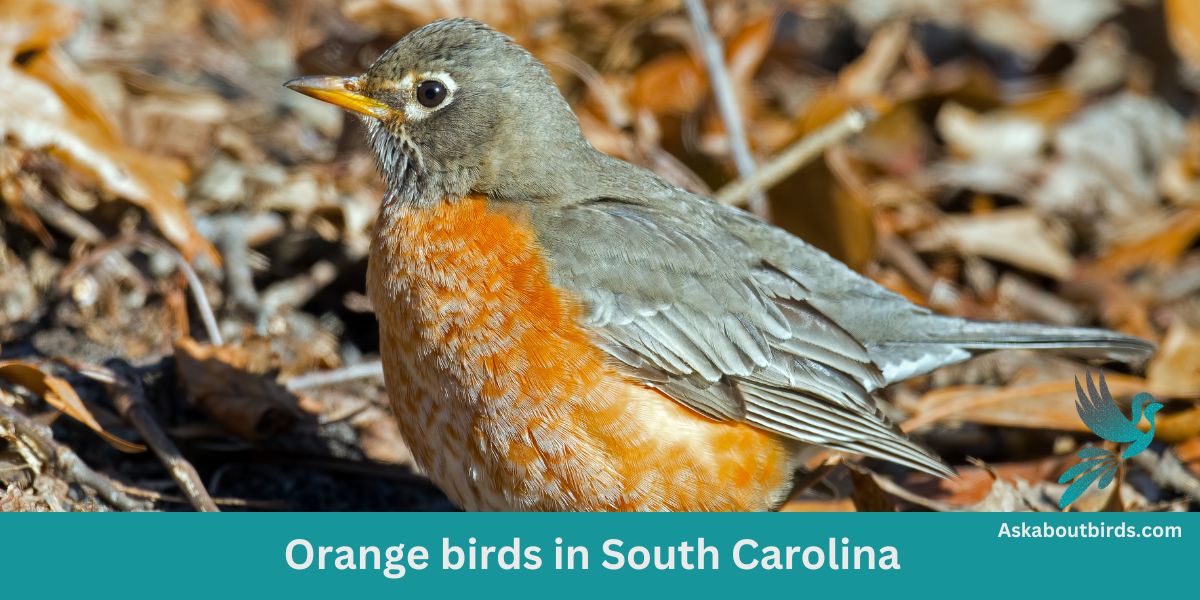 9 Orange Birds in South Carolina (+Free Photo Guide)