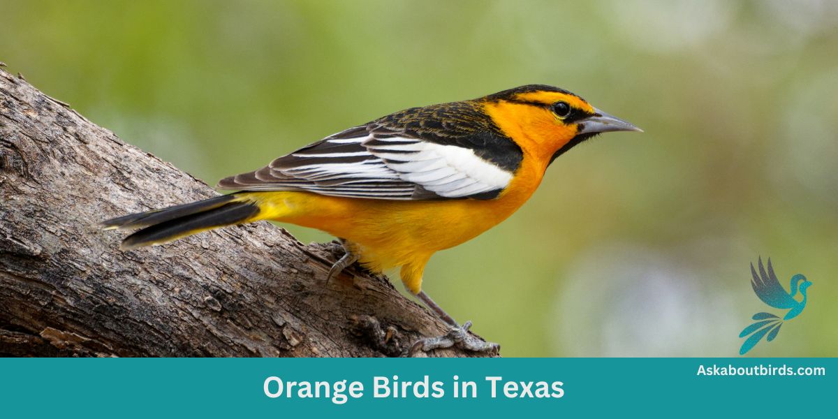 14 Orange Birds in Texas (+Free Photo Guide)
