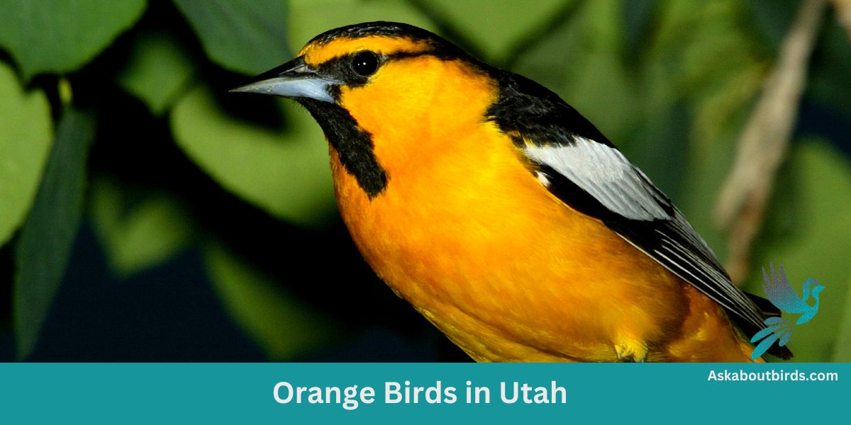 12 Orange Birds in Utah (+Free Photo Guide)