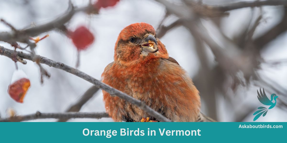 10 Orange Birds in Vermont (+Free Photo Guide)