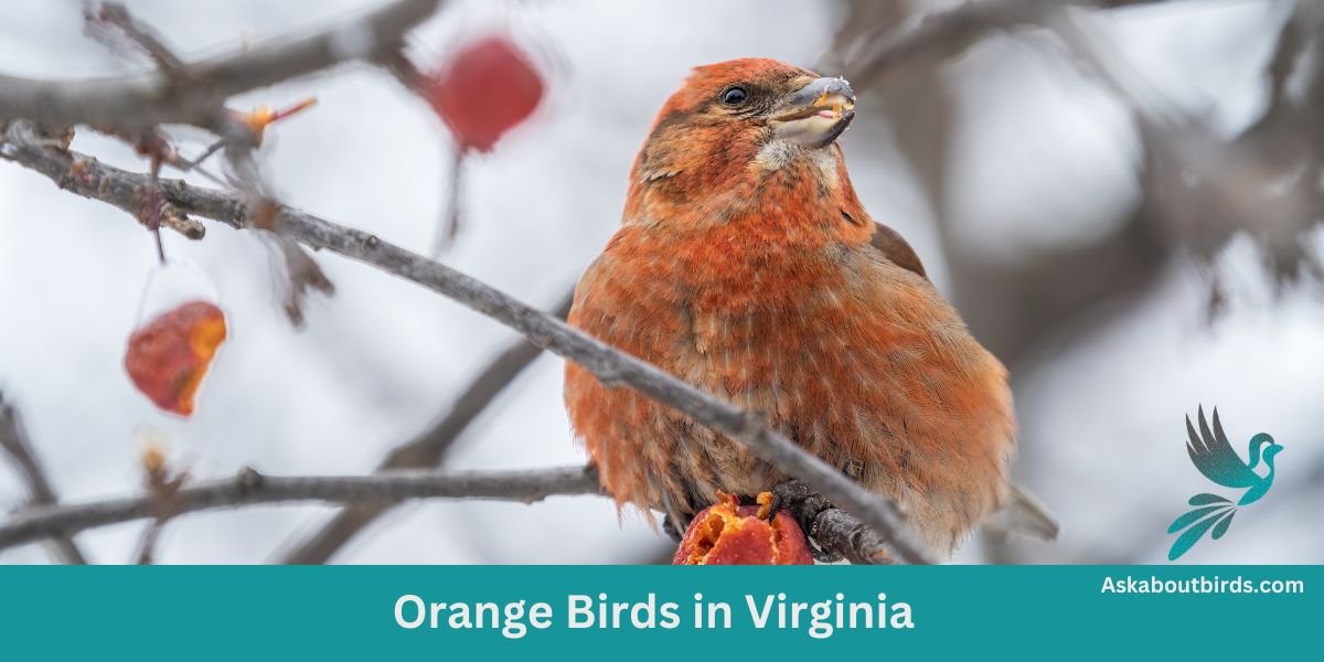 8 Orange Birds in Virginia (+Free Photo Guide)