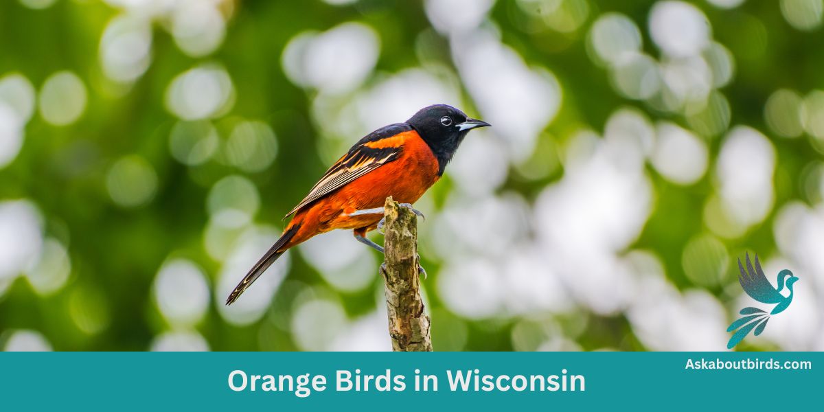 11 Orange Birds in Wisconsin (+Free Photo Guide)