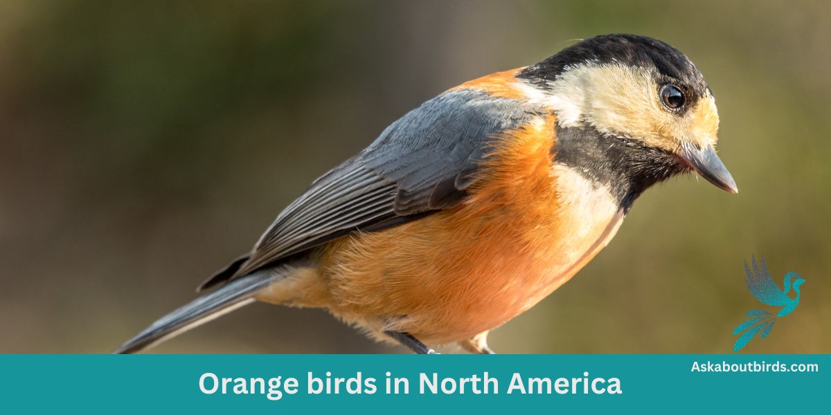 Orange Birds in North America