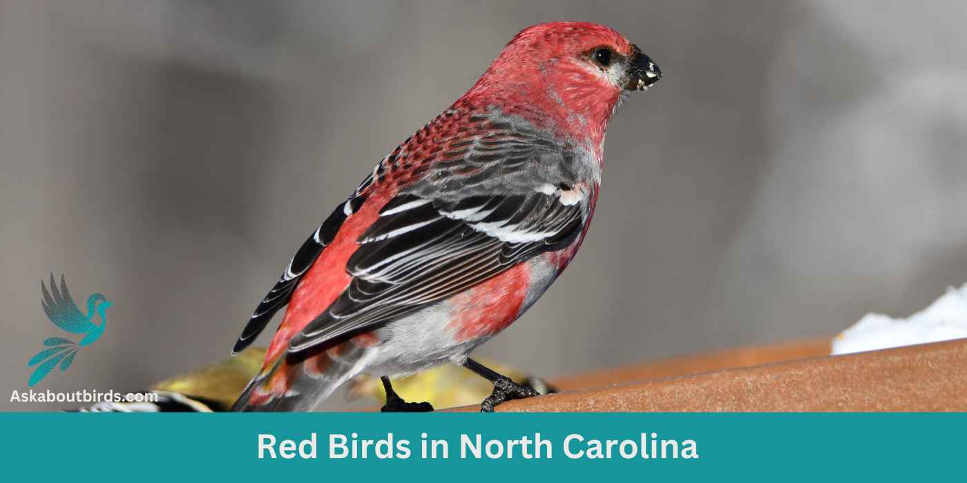 13 Red Birds in North Carolina (+Free Photo Guide)