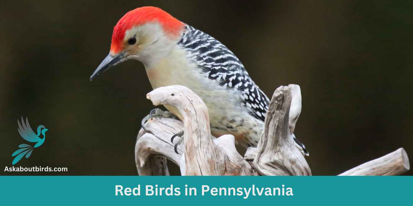 11 Red Birds in Pennsylvania (+Free Photo Guide)