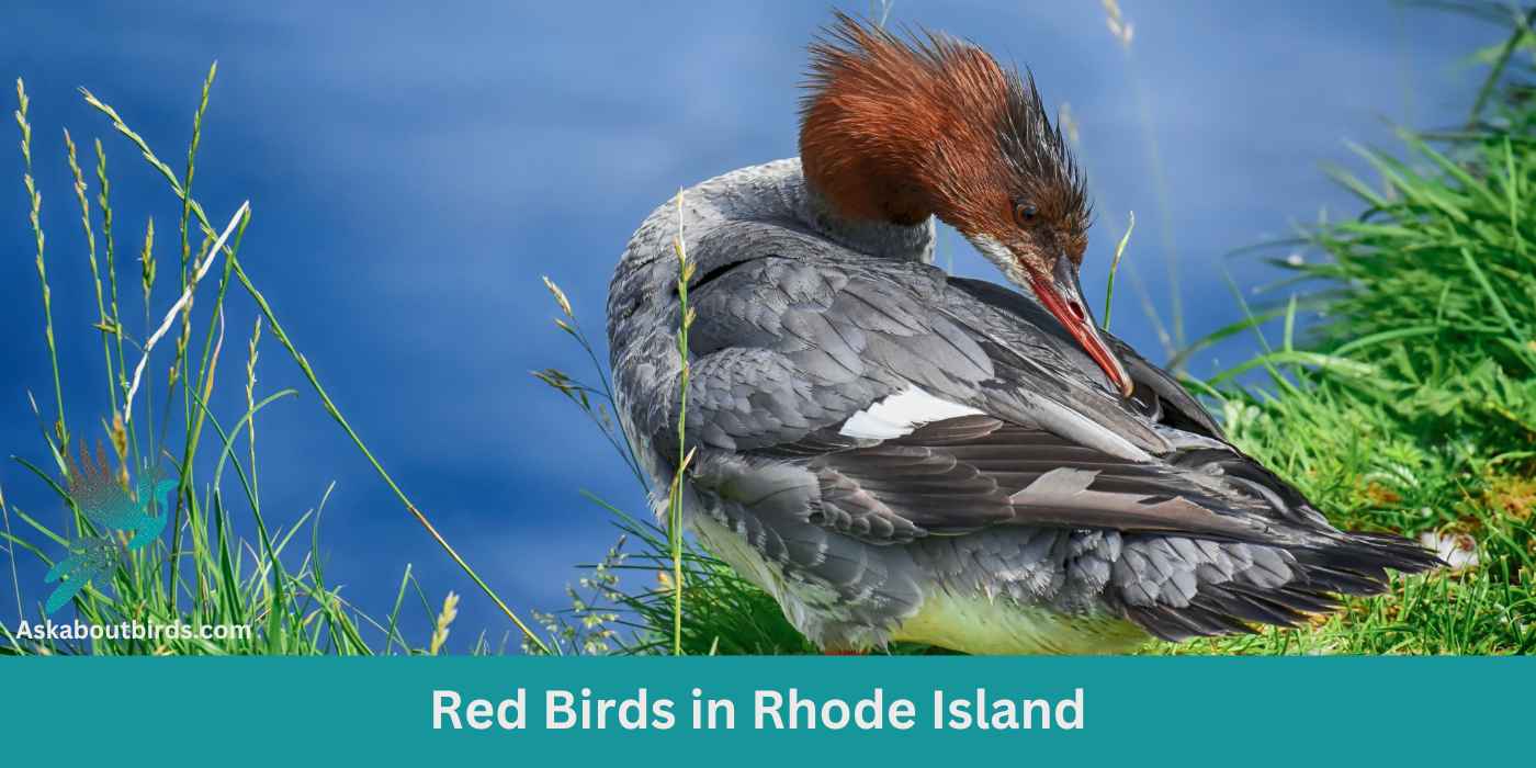 10 Red Birds in Rhode Island (+Free Photo Guide)