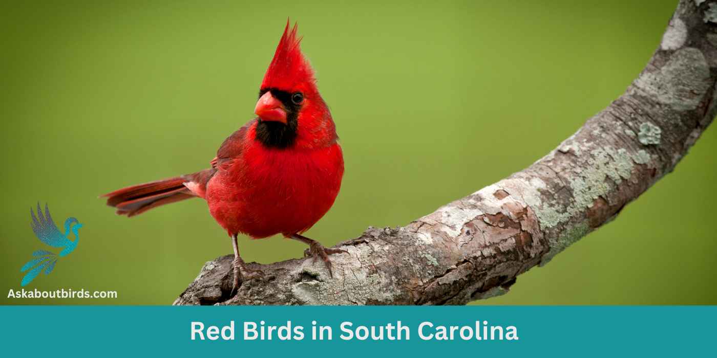 11 Red Birds in South Carolina (+Free Photo Guide)