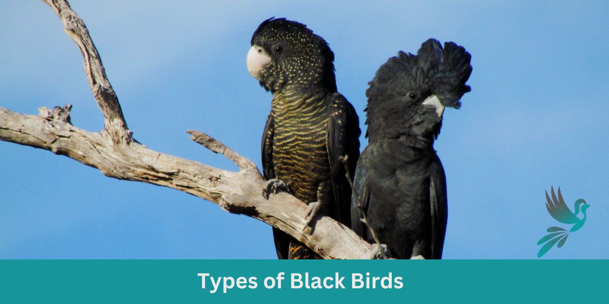 Types of Black Birds: A Comprehensive Guide