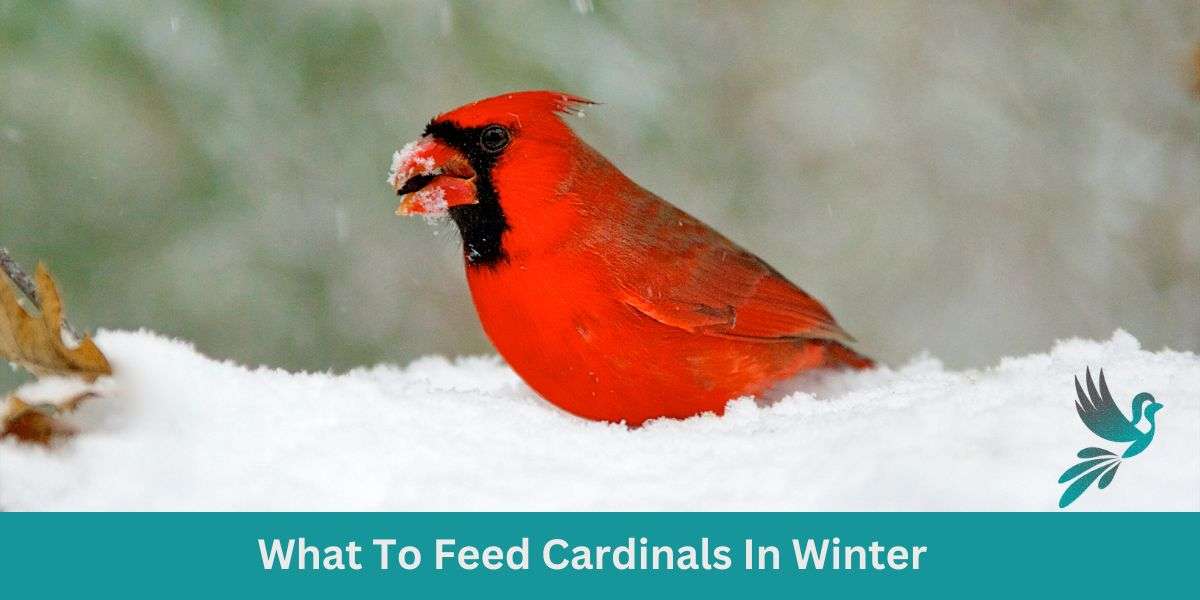 What To Feed Cardinals In Winter: Winter Feasts