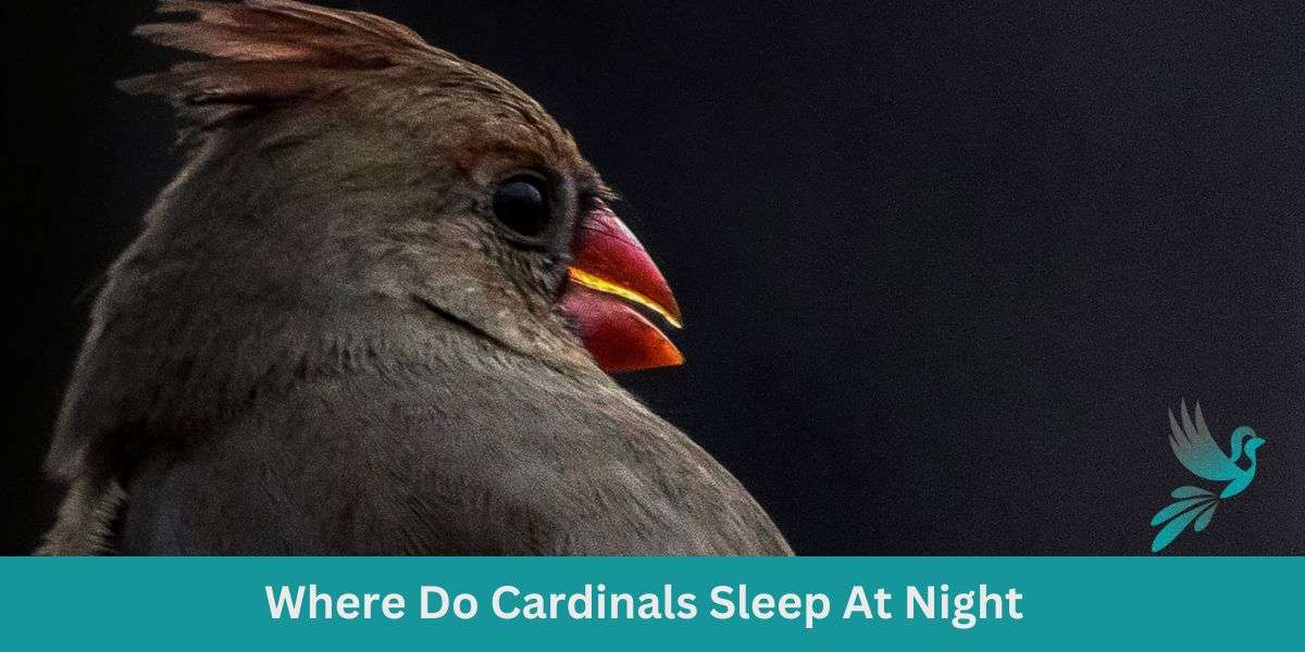 Where Do Cardinals Sleep At Night: Cardinals After Dusk