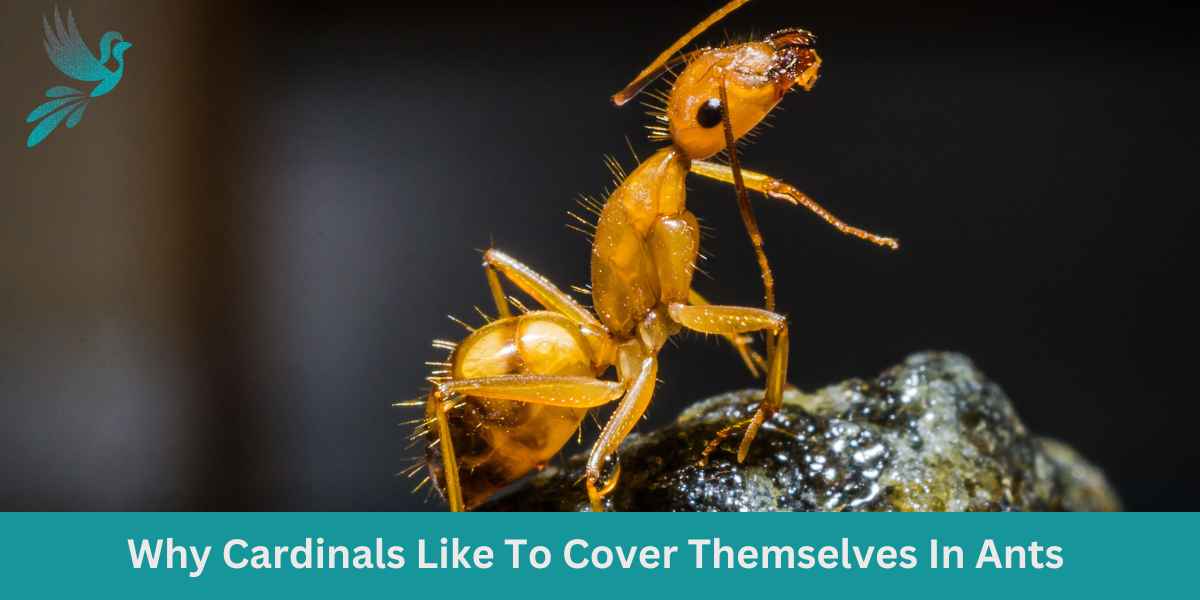 Why Cardinals Like To Cover Themselves In Ants