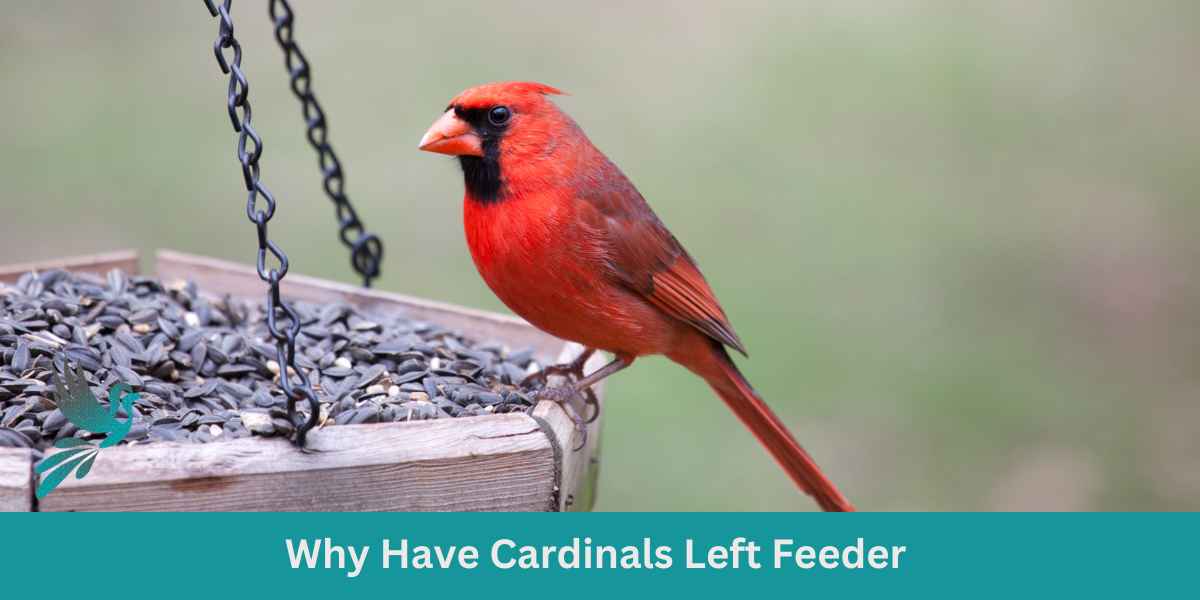 Why Have Cardinals Left Feeder