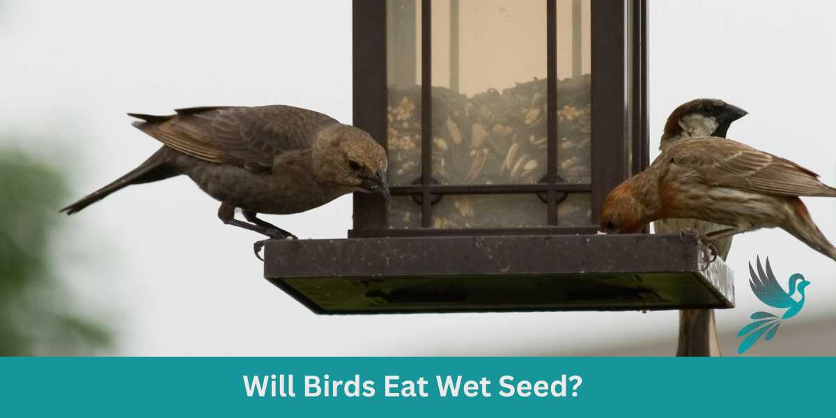 Bird Feeding 101: Will Birds Eat Wet Seed?