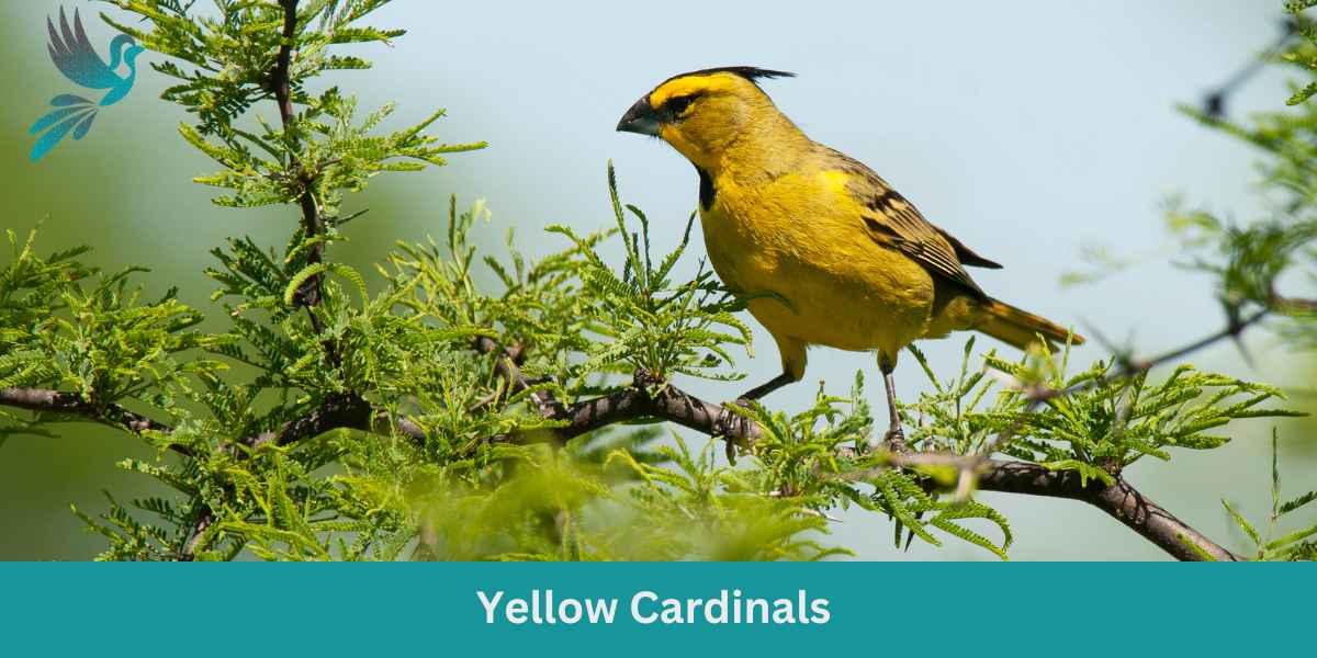 Yellow Cardinals