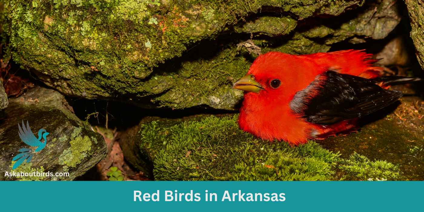 11 Red Birds in Arkansas (+Free Photo Guide)