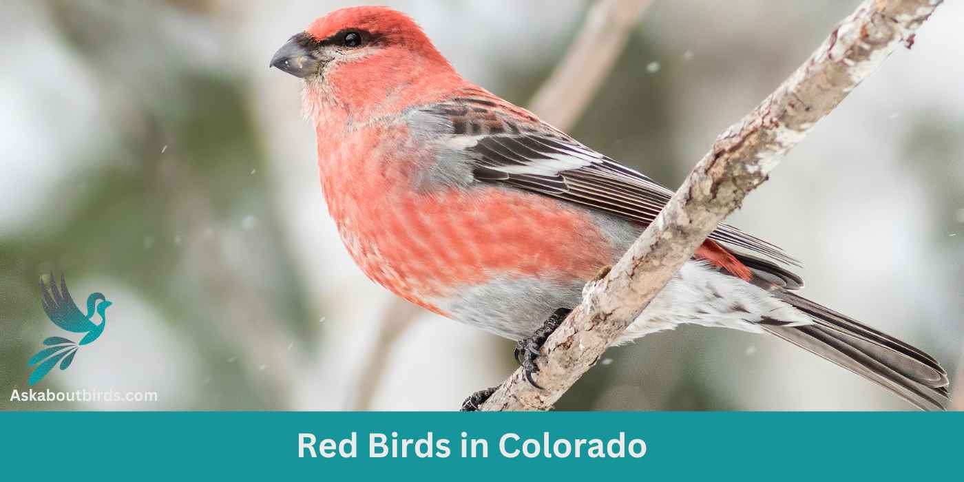 9 Red Birds in Colorado (+Free Photo Guide)