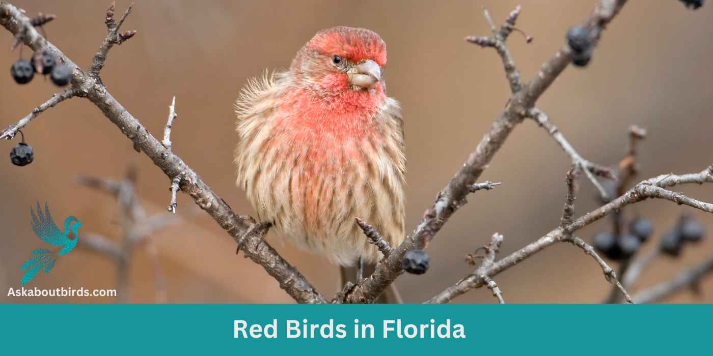 12 Red Birds in Florida (+Free Photo Guide)