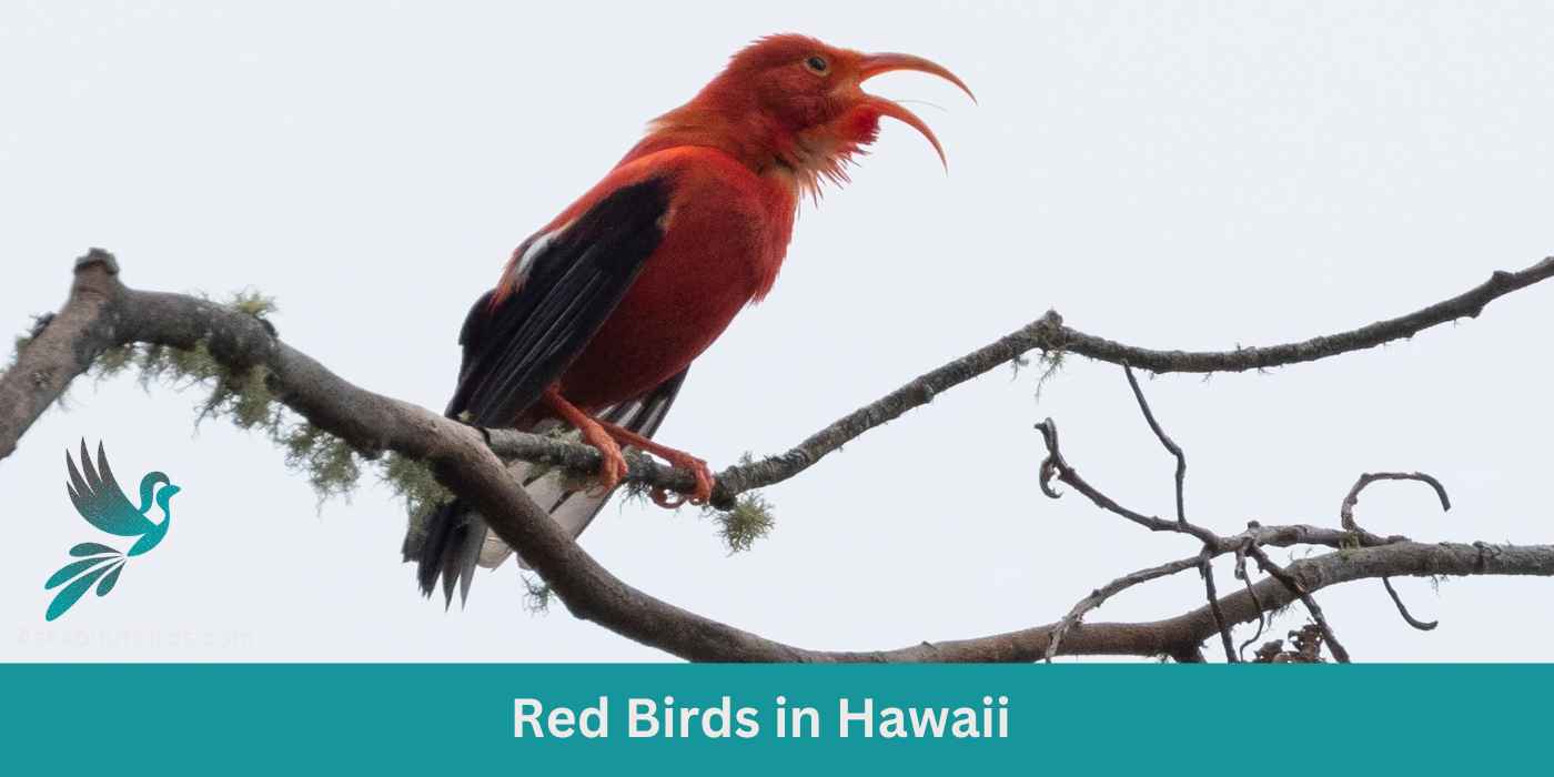 9 Red Birds in Hawaii (+Free Photo Guide)