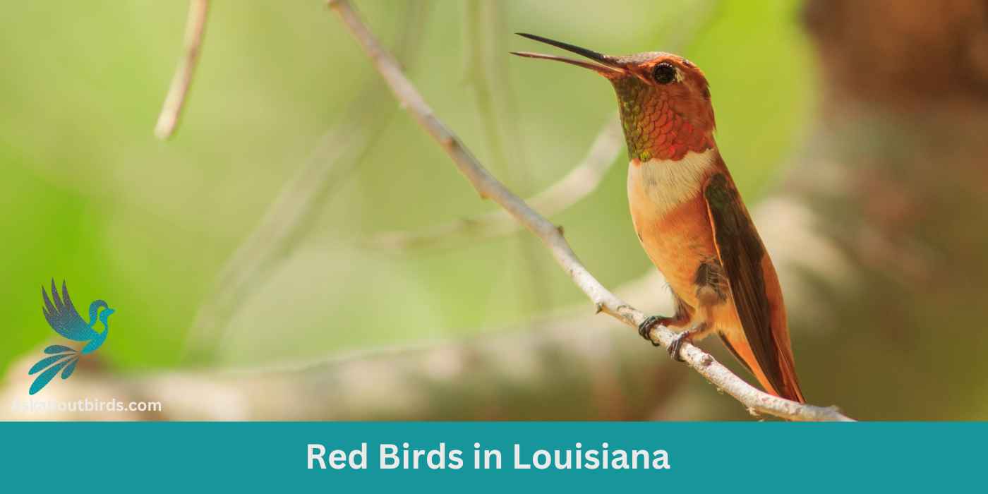 12 Red Birds in Louisiana (+Free Photo Guide)