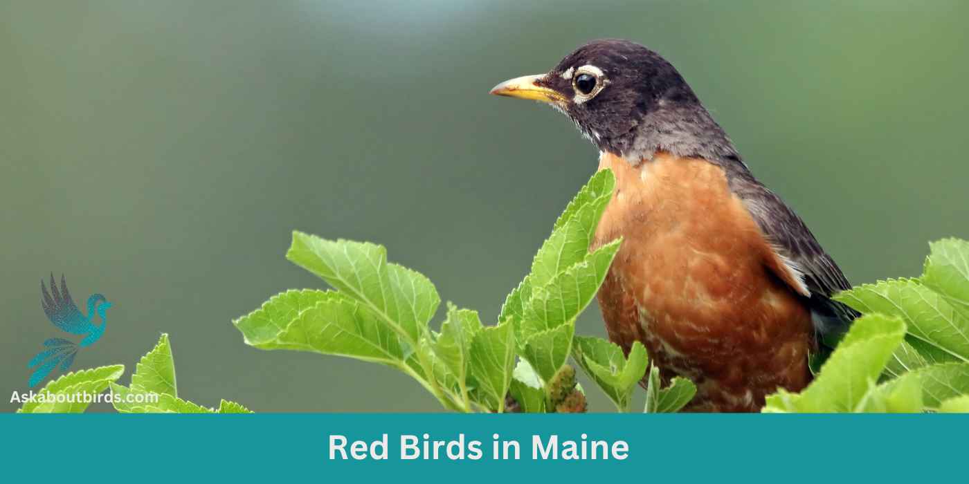 11 Red Birds in Maine (+Free Photo Guide)