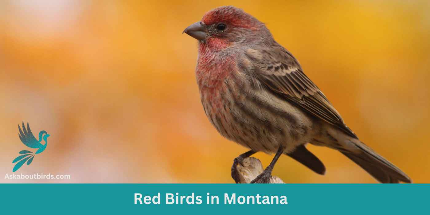10 Red Birds in Montana (+Free Photo Guide)
