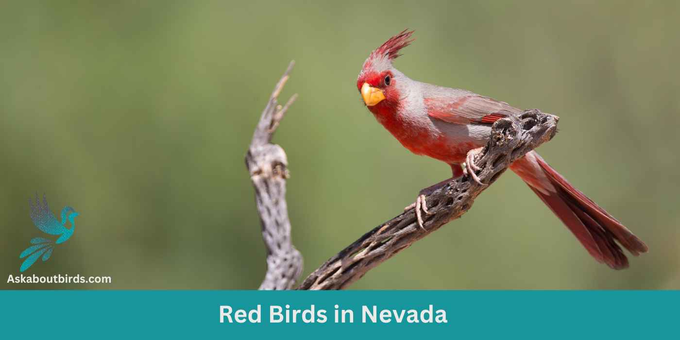13 Red Birds in Nevada (+Free Photo Guide)