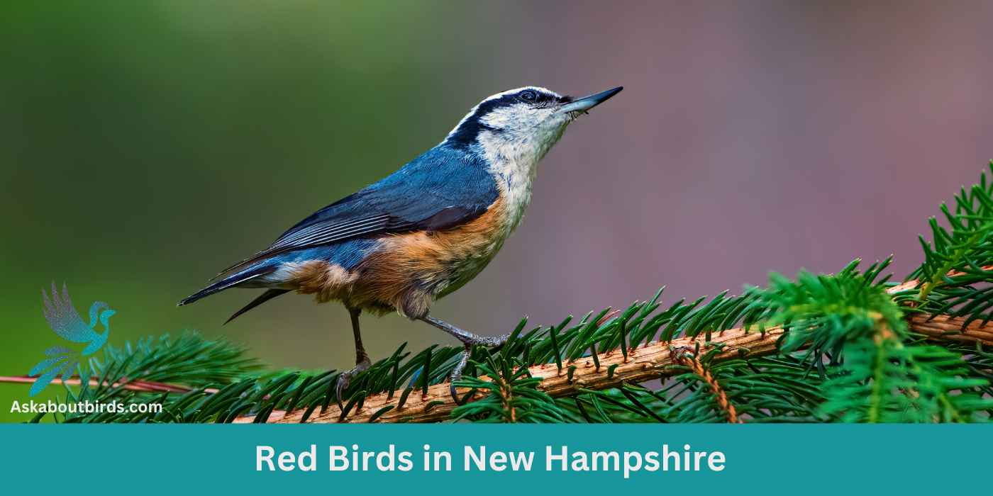11 Red Birds in New Hampshire (+Free Photo Guide)