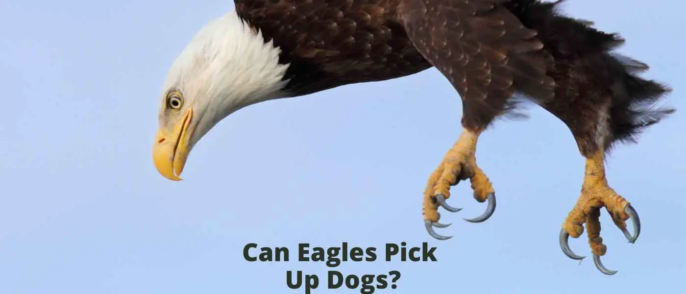 Can Eagles Pick Up Dogs?