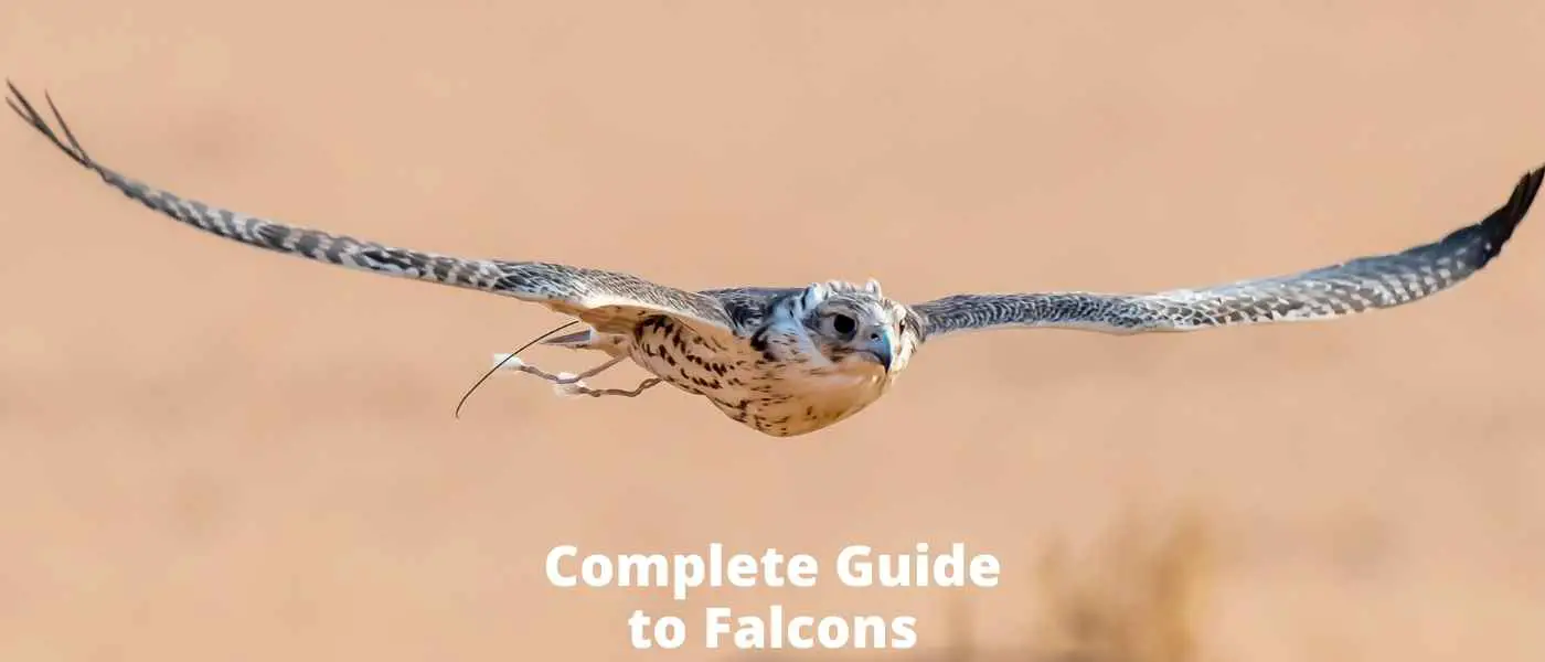 Complete Guide to Falcons