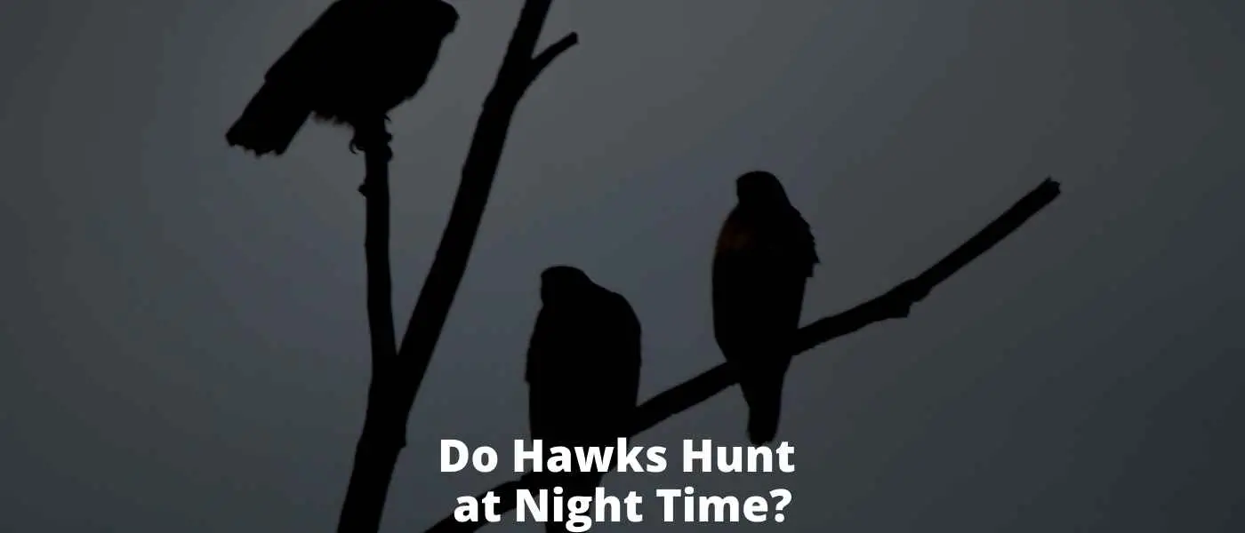 Do Hawks Hunt at Night Time