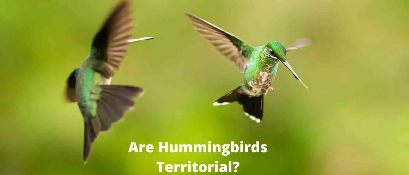 Are Hummingbirds Territorial