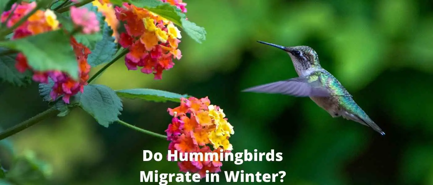 Do Hummingbirds Migrate in Winter?