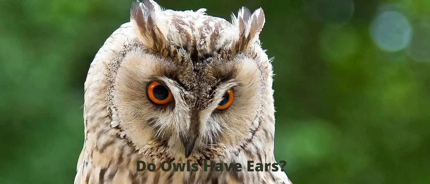 Do Owls Have Ears?