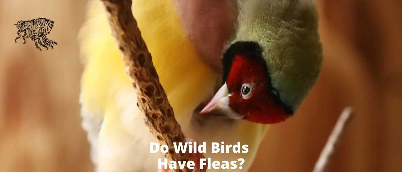 Do Wild Birds Have Fleas