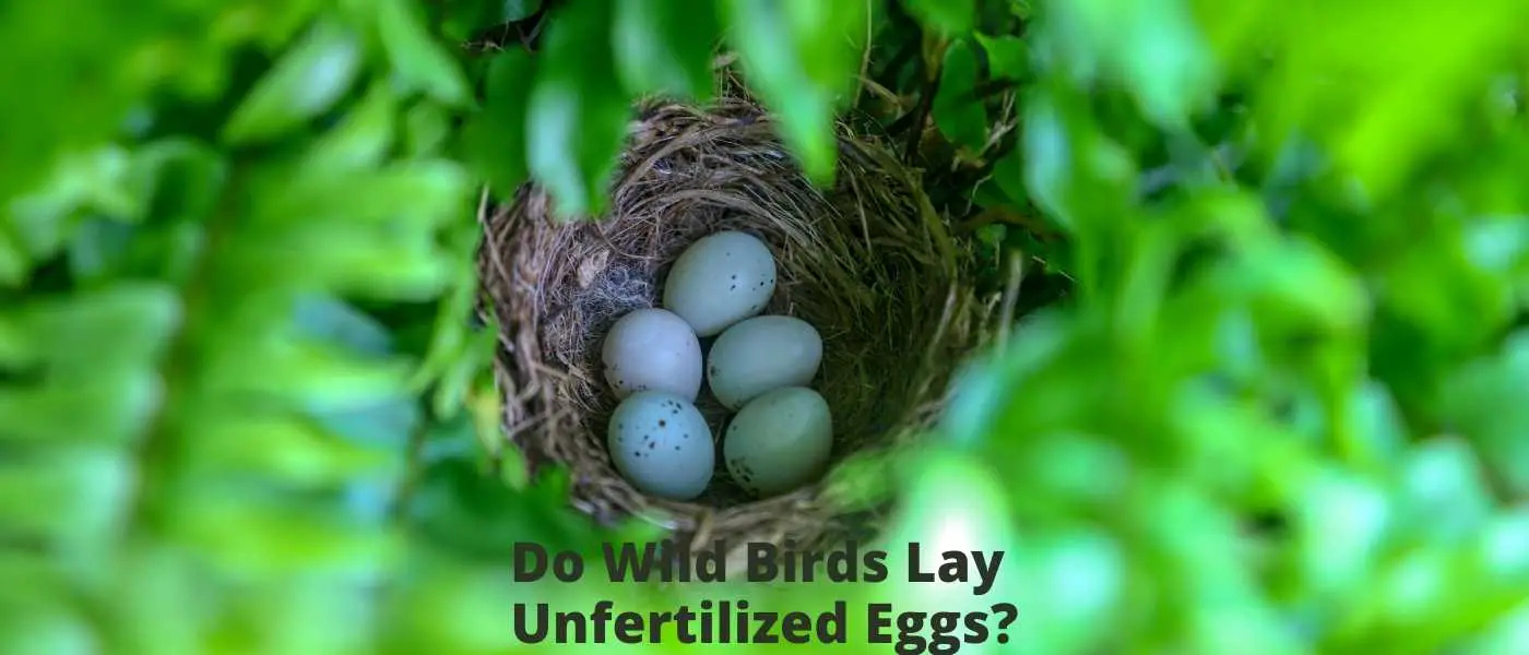 Do Wild Birds Lay Unfertilized Eggs?