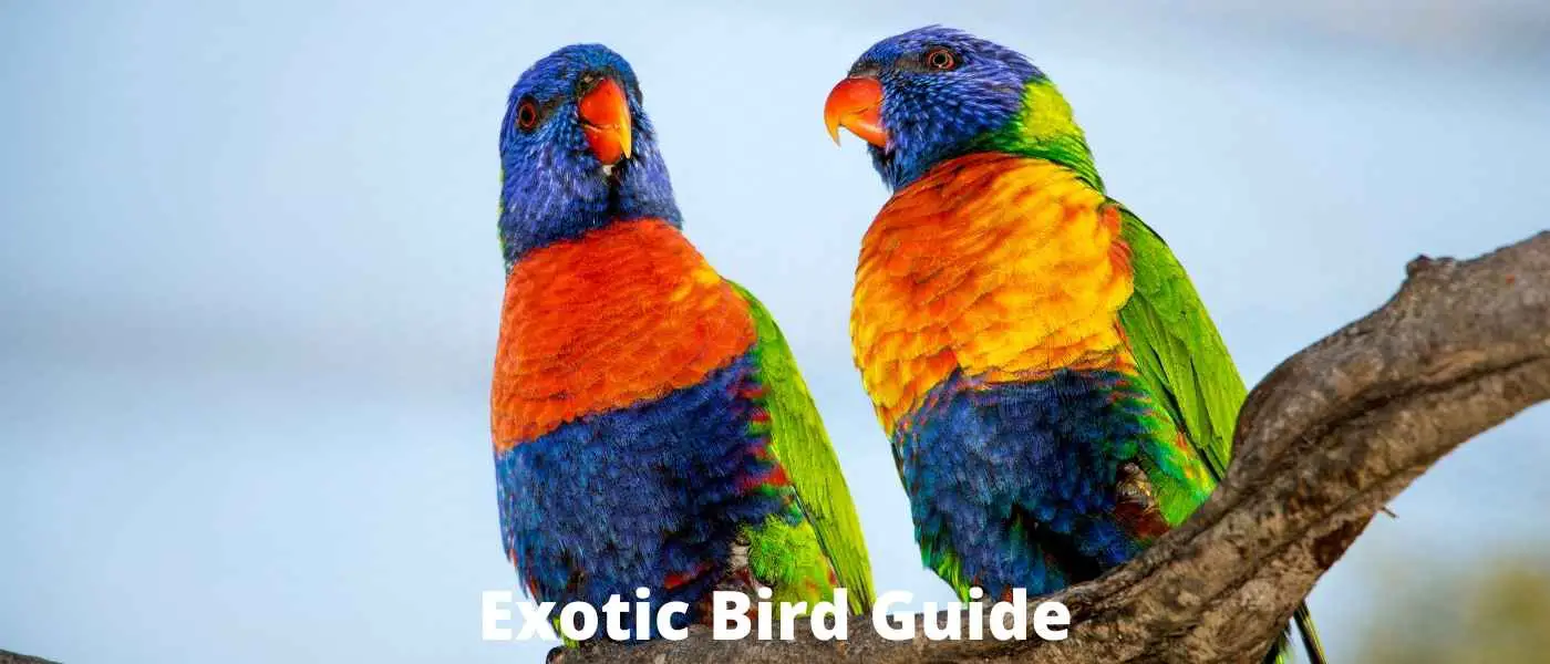 Exotic Bird Guide