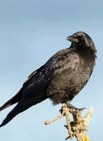 American Crow 1